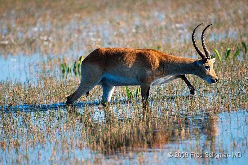 20090614_172651 D300 (2) X1.jpg - I am not sure if this is a 'regular' springbok or something else.  Seen in Okavango Delta, Botswana